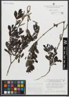 Foto von Salix amplexicaulis Bory